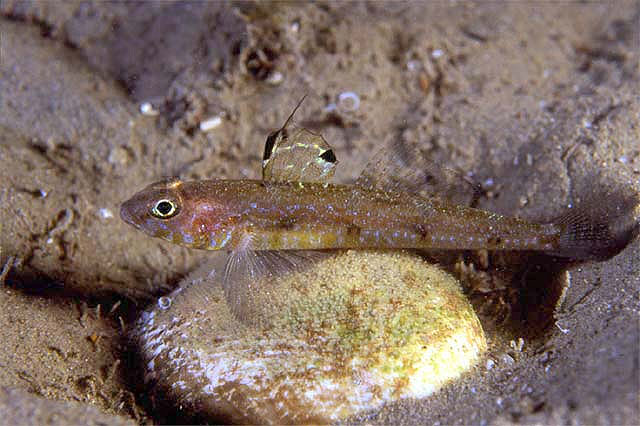 Deltentosteus quadrimaculatus