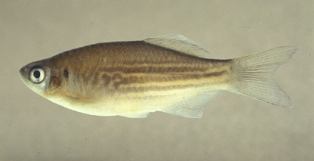 Devario strigillifer