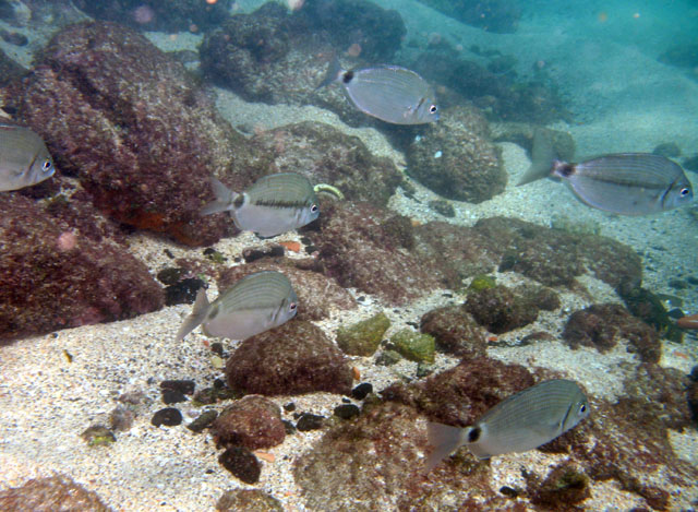 Diplodus bellottii