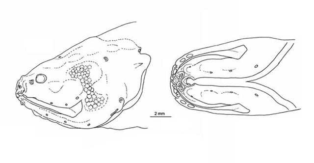 Diancistrus erythraeus