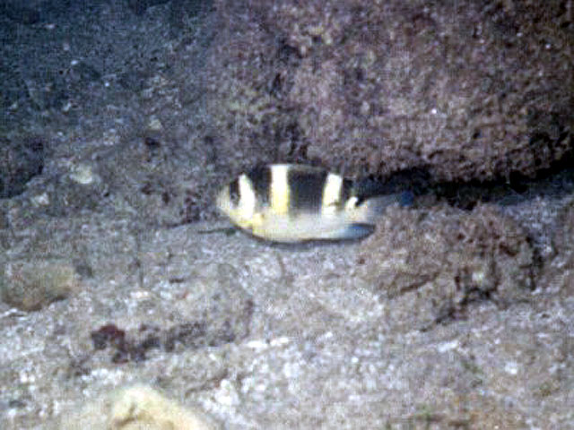 Dischistodus fasciatus