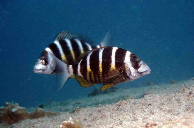 Diplodus fasciatus