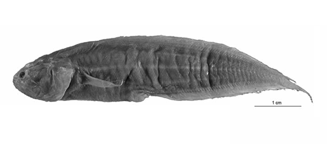 Diancistrus fuscus