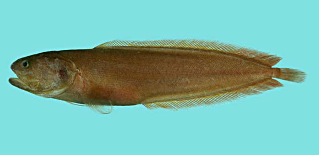 Dinematichthys iluocoeteoides