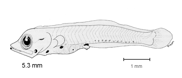 Diogenichthys laternatus