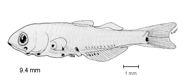 Diogenichthys laternatus