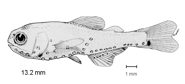 Diogenichthys laternatus