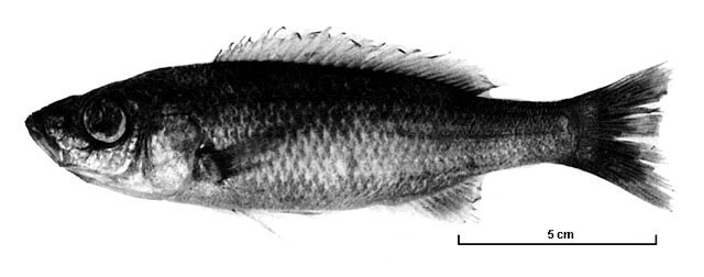 Diplotaxodon limnothrissa