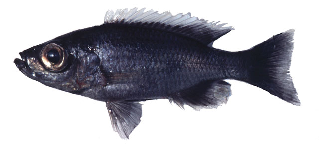 Diplotaxodon macrops