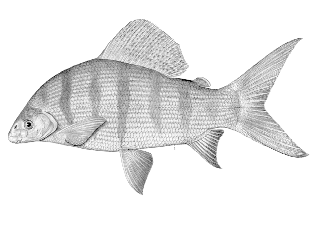 Distichodus mossambicus