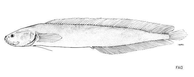 Dipulus norfolkanus