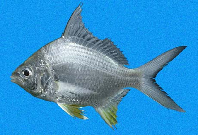 Diapterus brevirostris