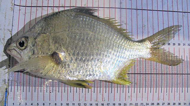 Diapterus peruvianus