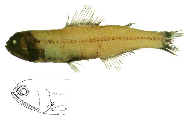 Diaphus problematicus