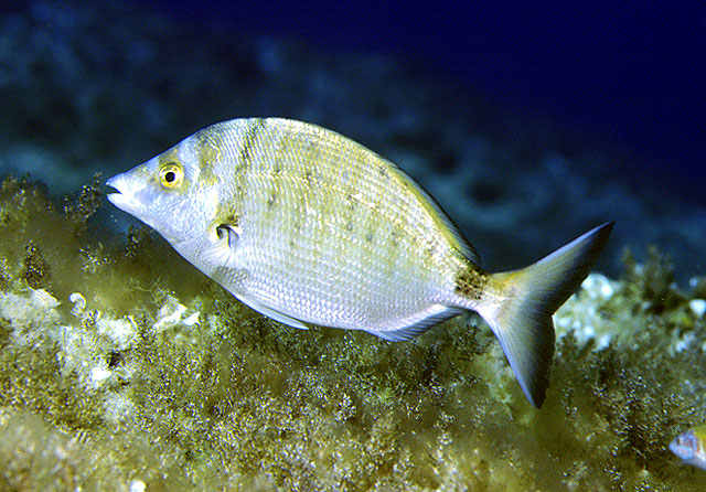 Diplodus puntazzo