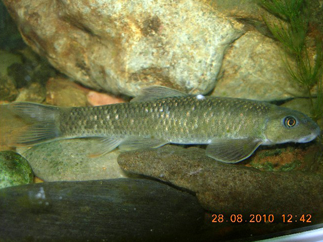 Discogobio yunnanensis