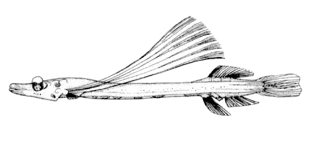 Dolichopteroides binocularis