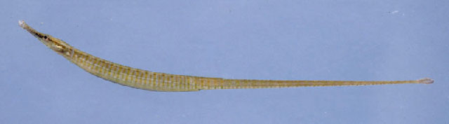 Doryichthys contiguus