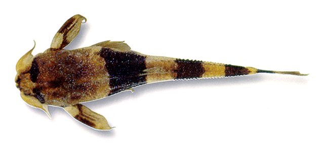 Dupouyichthys sapito