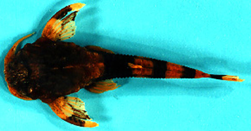 Dupouyichthys sapito