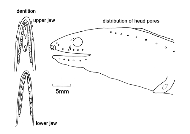 Dysomma alticorpus