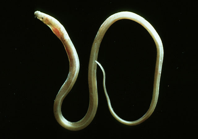 Dysomma brevirostre