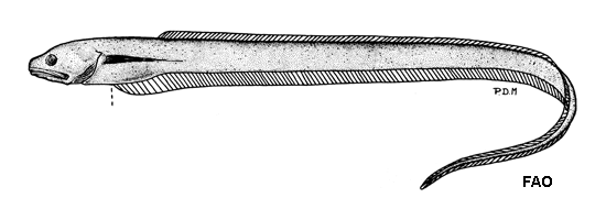 Echiodon cryomargarites