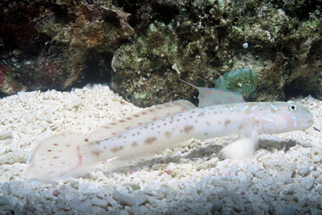 Echinogobius hayashii