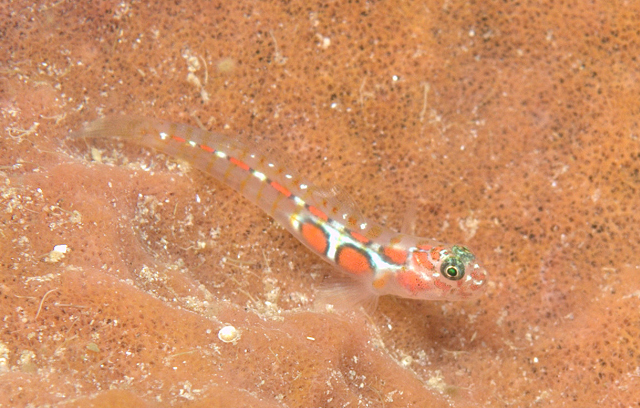 Tigrigobius dilepis