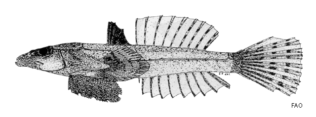 Eleutherochir opercularis