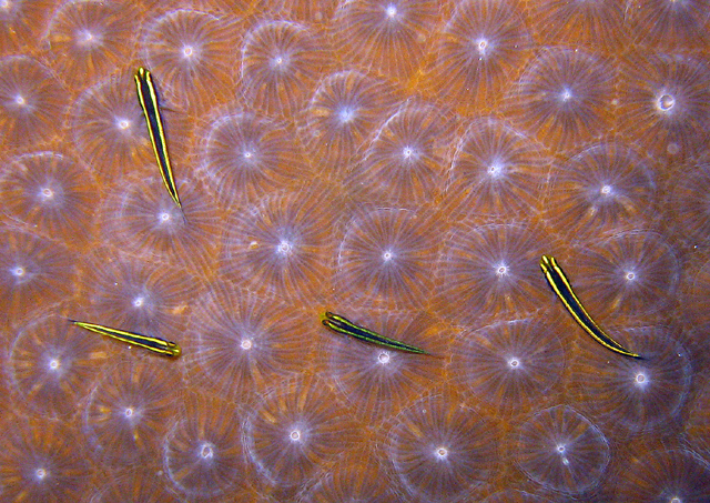 Elacatinus phthirophagus