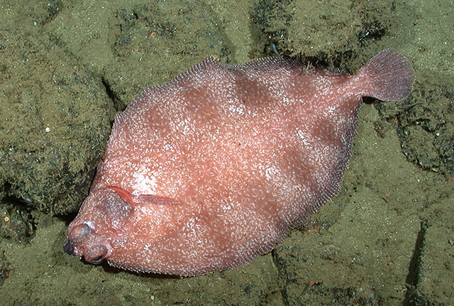 Microstomus bathybius