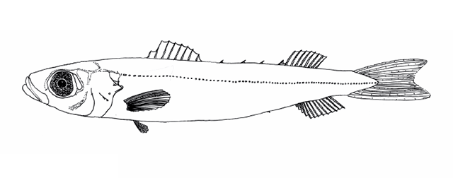 Emmelichthys marisrubri