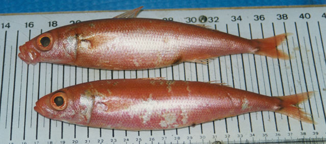 Emmelichthys ruber