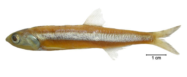 Engraulis anchoita