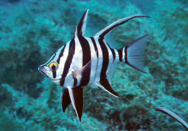 Enoplosus armatus