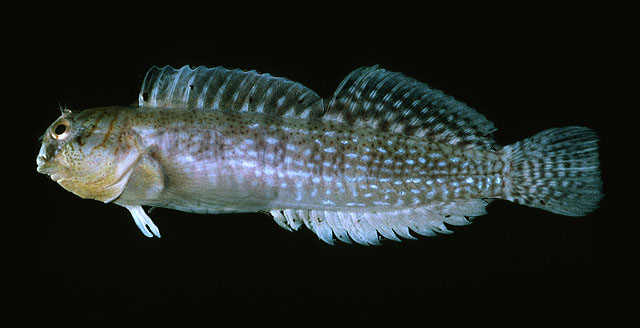 Entomacrodus cymatobiotus