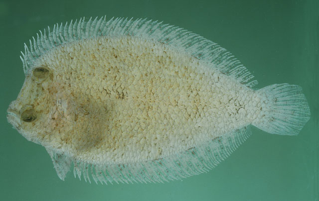 Engyprosopon latifrons