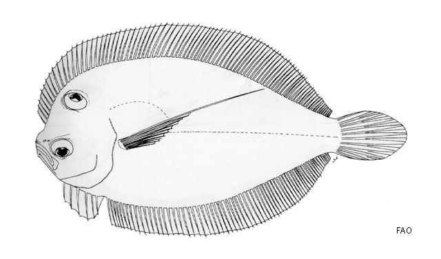 Engyprosopon longipterum