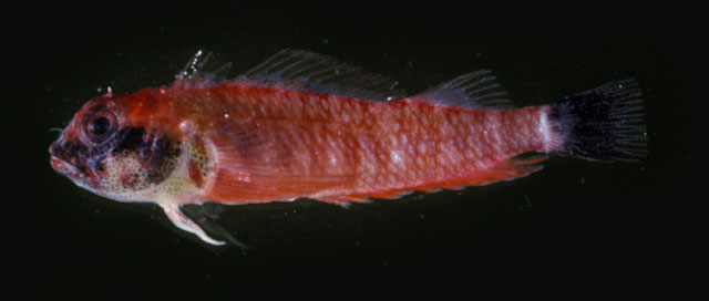 Enneapterygius nigricauda