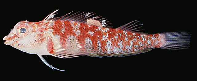 Enneapterygius triserialis