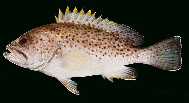 Epinephelus albomarginatus