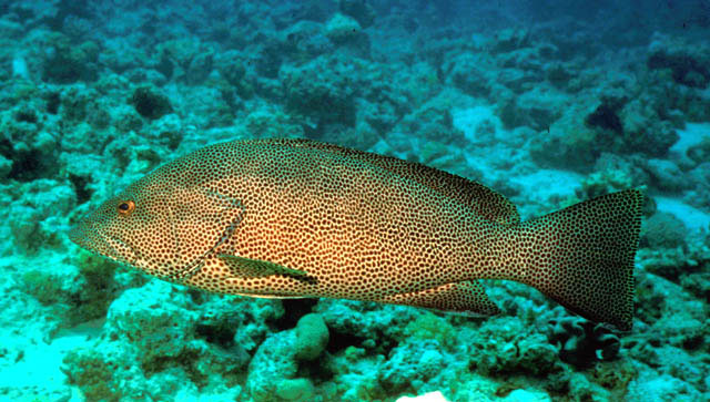 Epinephelus chlorostigma