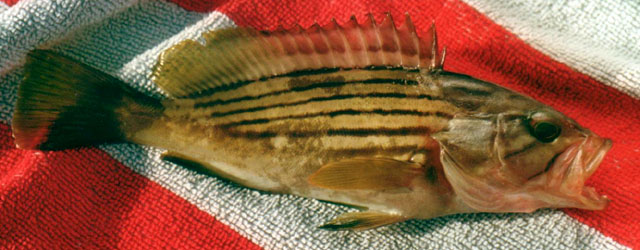 Epinephelus costae