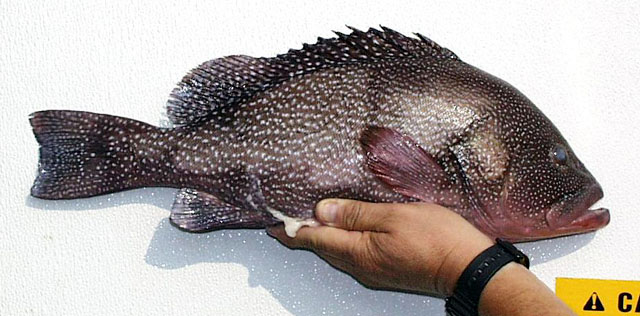 Epinephelus drummondhayi