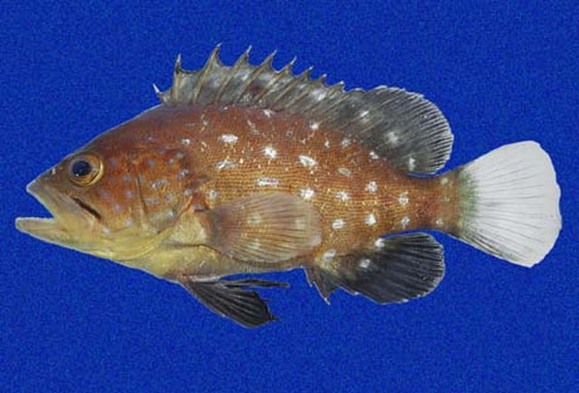 Hyporthodus exsul