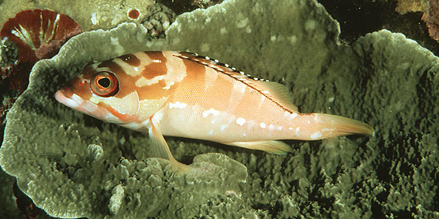 Epinephelus fasciatus