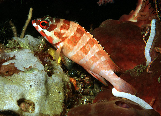 Epinephelus fasciatus