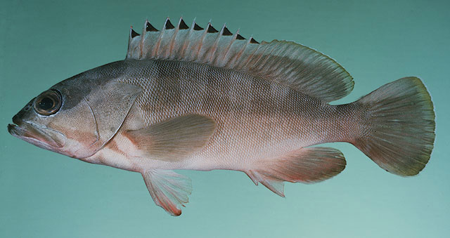 Epinephelus fasciatus