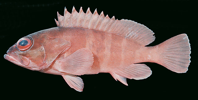 Epinephelus fasciatus